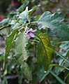 Eierpflanze (Solanum melongena)