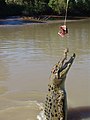 Jumping crocodile