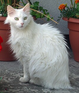 Effen-witte Turkse angora