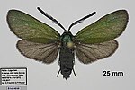 Adscita alpina – Specimen