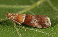 Acrobasis repandana