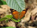 Doleschallia bisaltide at Koovery, India