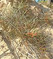 Ephedra distachya, Gnetophyta