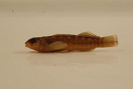 Etheostoma radiosum