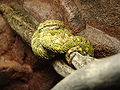 Eyelash pit viper Bothriechis schlegelii at Wilmington's Cape Fear Serpentarium