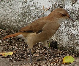 Rosse ovenvogel