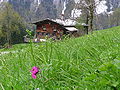 Altes Bauernhaus in Gerstruben am Hang