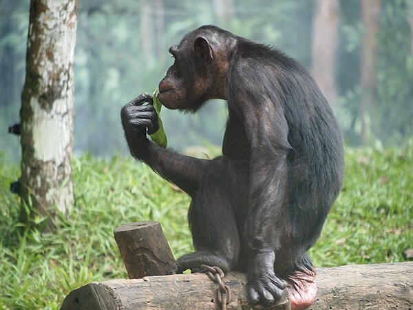 Cimpanzi di Zoo Negara