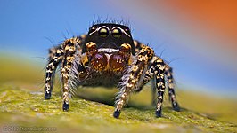 Habronattus pugillis