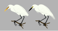 Intermediate Egret