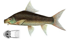 Labeo erythropterus