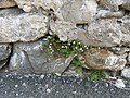 Mauer-Zimbelkraut (Cymbalaria muralis), stimmt Martin Bahmann