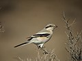 L. e. pallidirostris nel sud del Kazakistan.