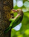 Image 57The lineated barbet (Psilopogon lineatus) is an Asian barbet native to the Terai, the Brahmaputra basin to Southeast Asia. It is a frugivore and nests in holes of tree trunks. The pictured specimen was photographed at National Botanical Gardens, Dhaka. Photo Credit: Nafis Ameen