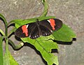 Heliconius melpomene