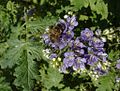 Phacelia congesta