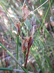 Flowering heads