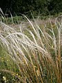 Stipa pennata