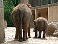 Zoo Berlin Mai 2007