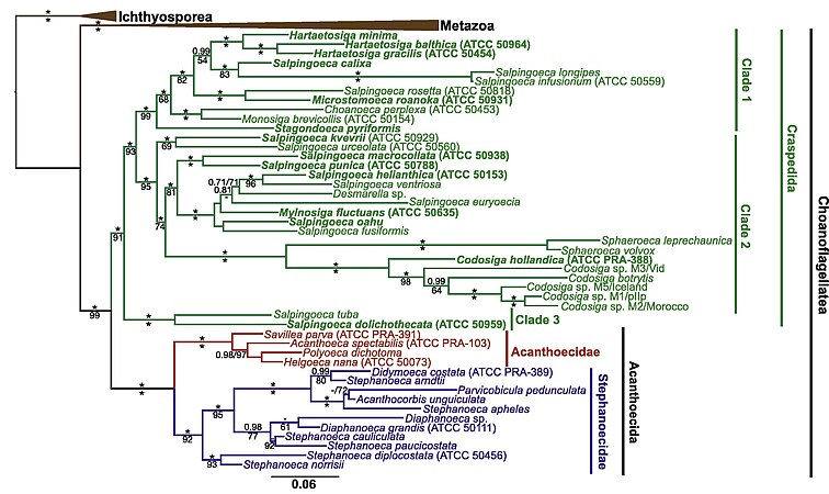 Phylogenie der Choanoflagellaten nach Carr et al. (2017). Die Gattung Salpingoeca ist danach nicht monophyletisch.[8]