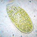   A Paramecium bursaria; a kind of paramecium that has a symbiotic relationship with algae that lives inside of it.