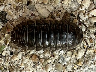 A. nasatum: note the "nose" and large telson