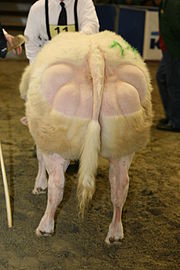 Rear end of a Belgian blue cattle.