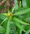 Lilium bulbiferum var. bulbiferum bulblets