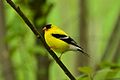 Carduelis tristis male