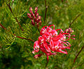 Grevillea fililoba