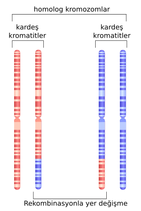 kromozom 1, mayoz sırasında homolog rekombinasyon geçirdikten sonra