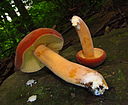 Lactarius volemus