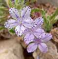 Langloisia setosissima