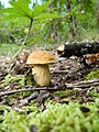 Leccinellum crocipodium sin Leccinum crocipodium