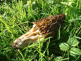 Hegyes kucsmagomba (Morchella conica)