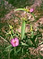 Osbeckia chinensis