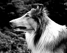 A black and white photograph of a Rough Collie looking to the left.