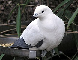 Kétszínű gyümölcsgalamb (Ducula bicolor)