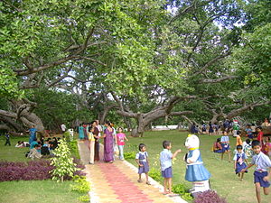 Pokok simbol daerah Mahbubnagar.