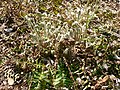 Polystichum acrostichoides