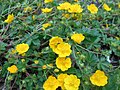 Potentilla crantzii