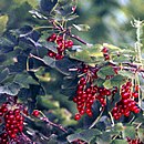 Fruit and leaves of Ribes rubrum