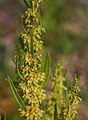 Rumex microcarpus