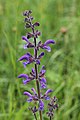 Wiesensalbei (Salvia pratensis)