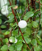 Sphyrospermum buxifolium