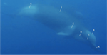 Two underwater Shepherd's beaked whales