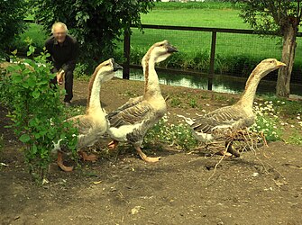 Toulousegans (twee met en één zonder keelkwab)