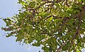 Rupsen van Cirina butyrospermi vretend aan het blad van een karitéboom (Vitellaria paradoxa) (Koumbia, Burkina Faso, juli 2017)