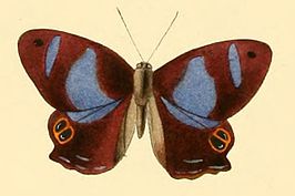 Abisara tantalus