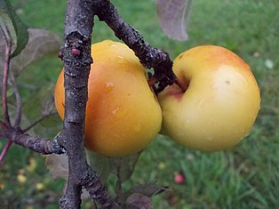 Apfelsorte Kleiner Herrenapfel